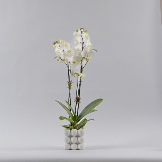 MFLOWERS 19
