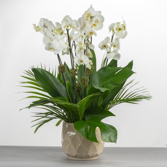 MFLOWERS 25